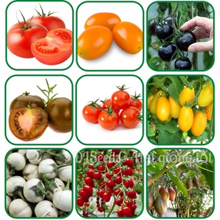 Hạt giống cà chua, cà pháo, cà chua cherry Đà Lạt, tùy chọn nhiều loại giống tốt
