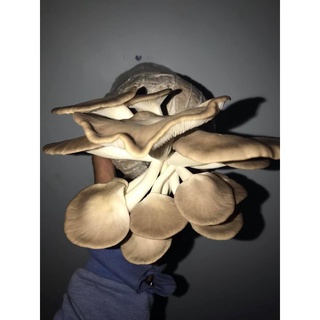 Phôi nấm Bào ngư (01 kiện 10 bịch phôi)