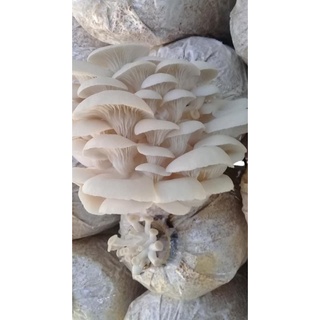 Phôi nấm Sò (01 kiện 03 bịch phôi)