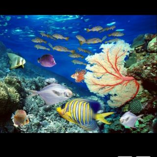 Tranh 3D dán  trang trí bể cá cảnh