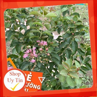 Cây hoa tường vi hồng cao 40 - 50cm, hoa nở rộ cực đẹp, rất dễ trồng và chăm sóc, cây hoa cảnh trồng trang trí sân vườn