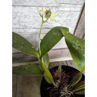 Macrophyllum Phong Lan Dendrobium
