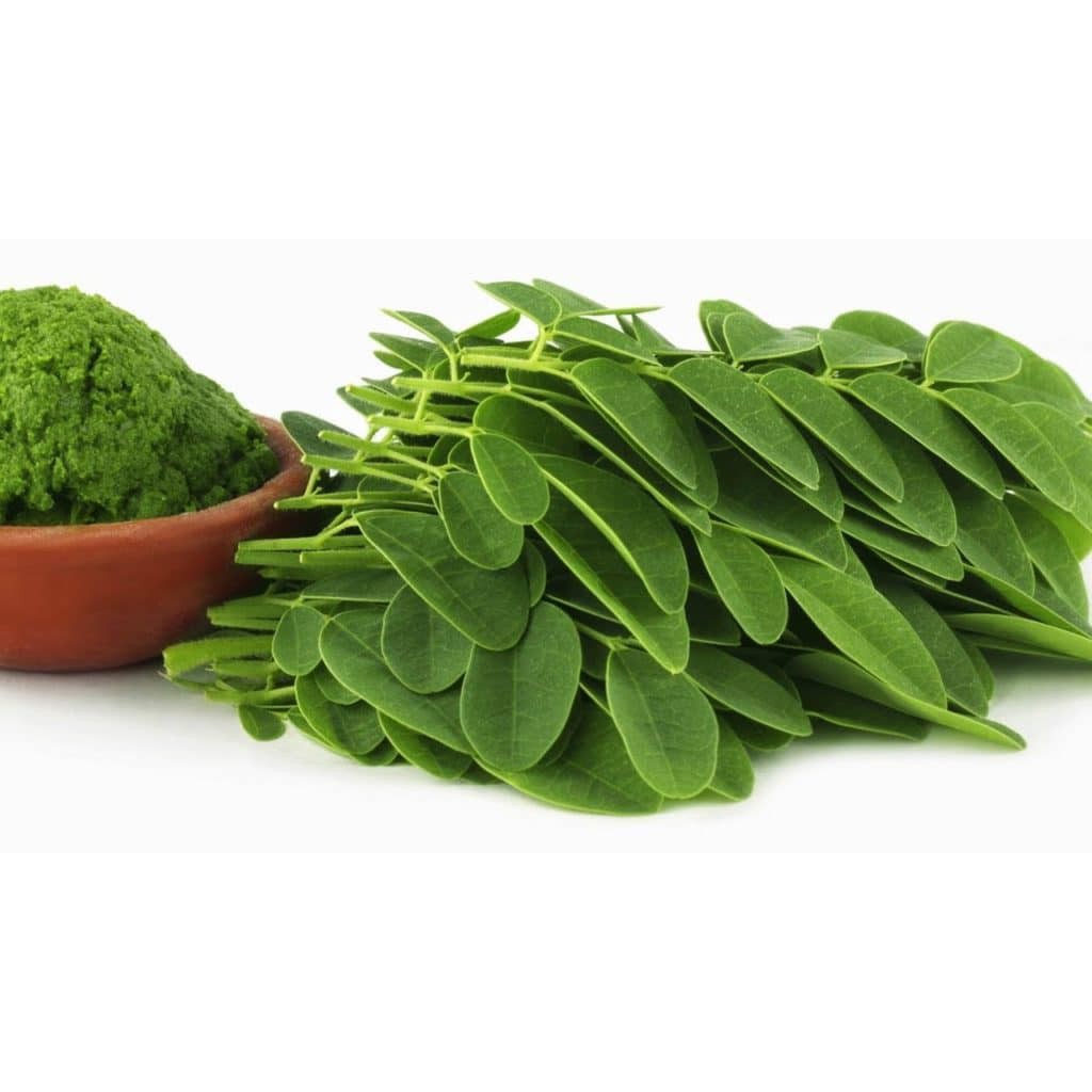 Hạt giống Chùm Ngây, cây Moringa, cây cải ngựa, 2gr, dinh dưỡng cao