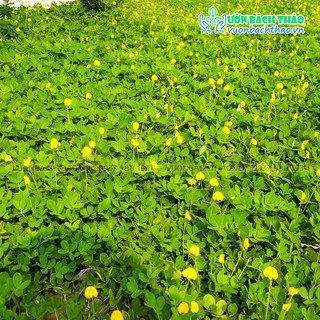 Cây cỏ đậu phộng, cây cỏ lạc