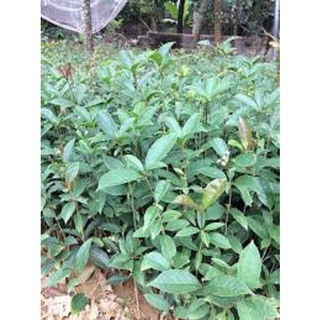(UY TÍN) Cây mộc hương ta giống