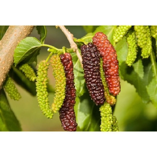 CÂY GIỐNG DÂU ĐÀI LOAN QUẢ DÀI