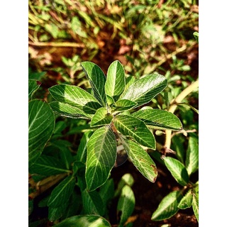 2KG RAU DỪA NƯỚC- CÂY DƯỢC LIỆU -CÂY THỦY SINH ĐẸP-THỨC ĂN TUYỆT VỜI CHO VẬT NUÔI