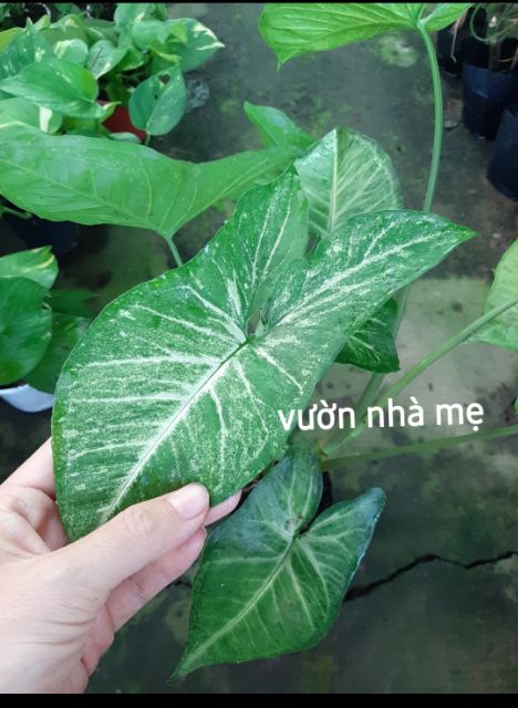 Cây tróc bạc, trầu bà nhung, môn gân trắng