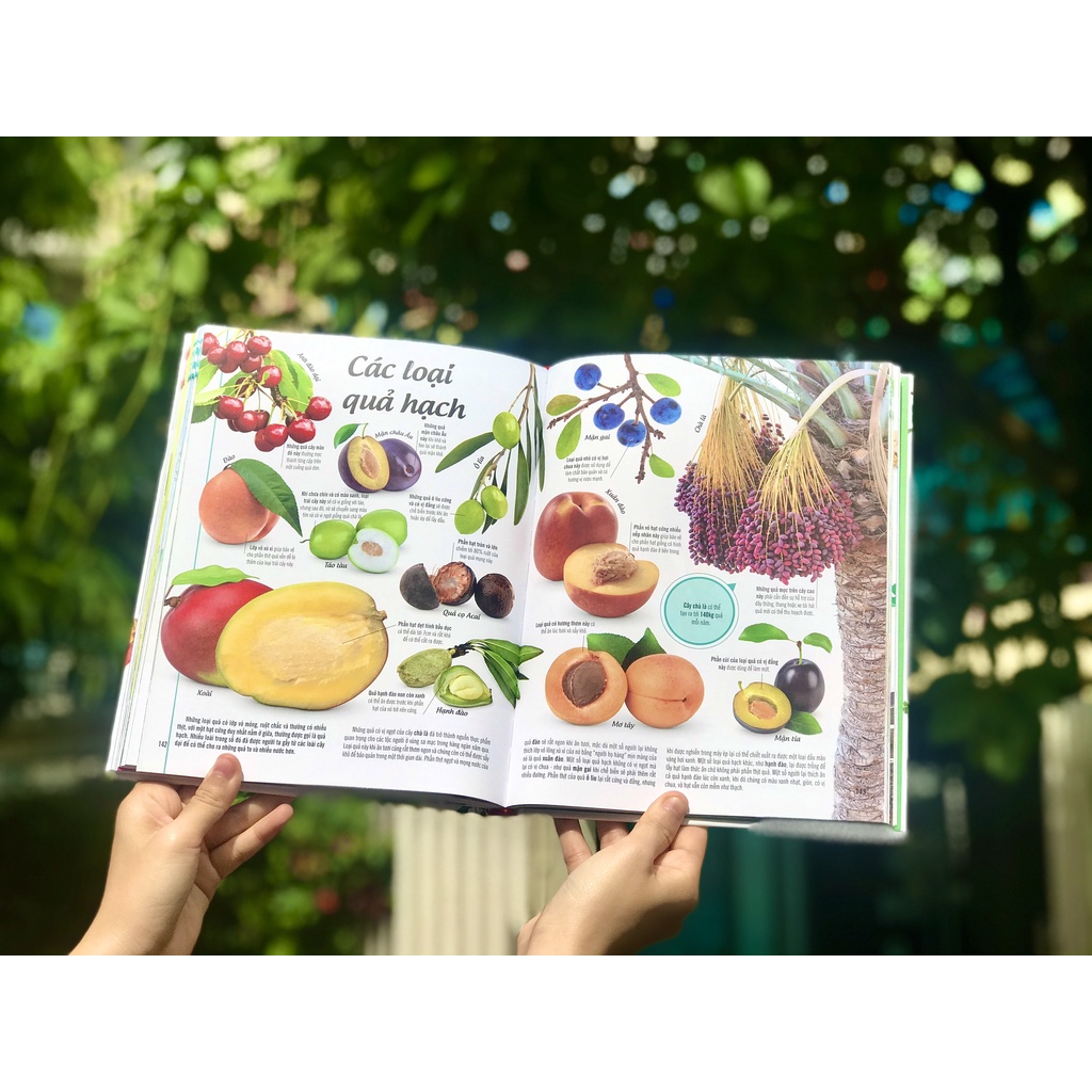 SÁCH - BÁCH KHOA THƯ VỀ THẾ GIỚI THỰC VẬT - CÂY, LÁ, HOA VÀ HẠT