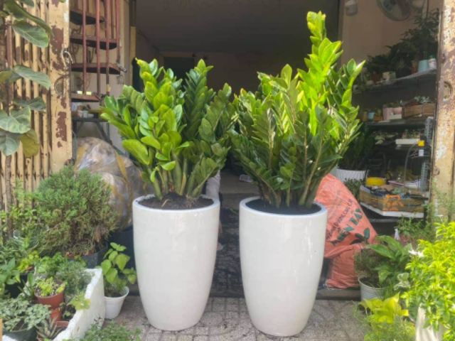 CHẬU KIM TIỀN LỚN - TRƯNG TRƯỚC CỬA NHÀ