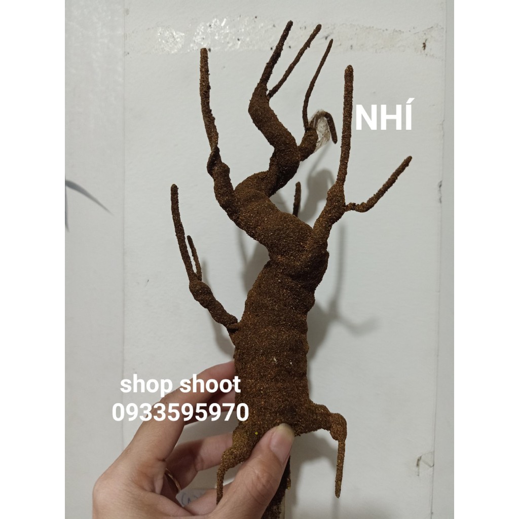 Gốc bonsai nhí(20cm)
