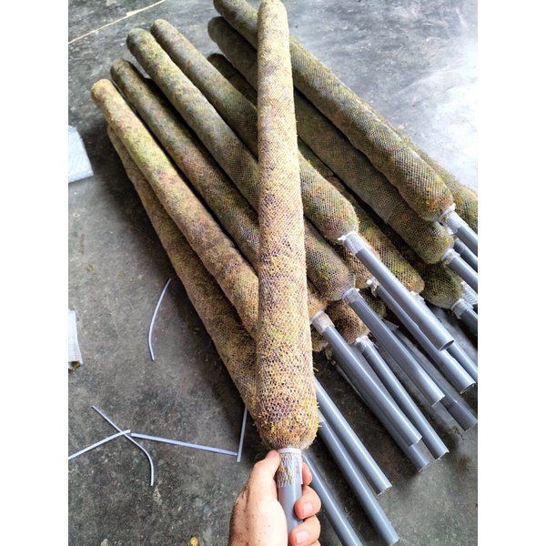 Trụ rêu rừng  trồng cây leo  có 3 loại dài 50cm,75cm,1m
