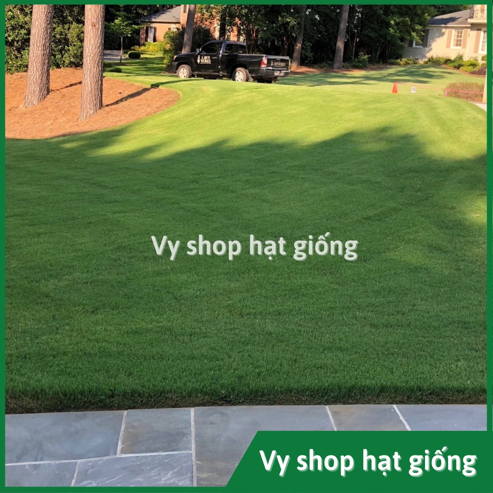 Hạt giống cỏ Bermuda  loại cao cấp nhập Mỹ trồng thảm sân vườn gói 500 hạt