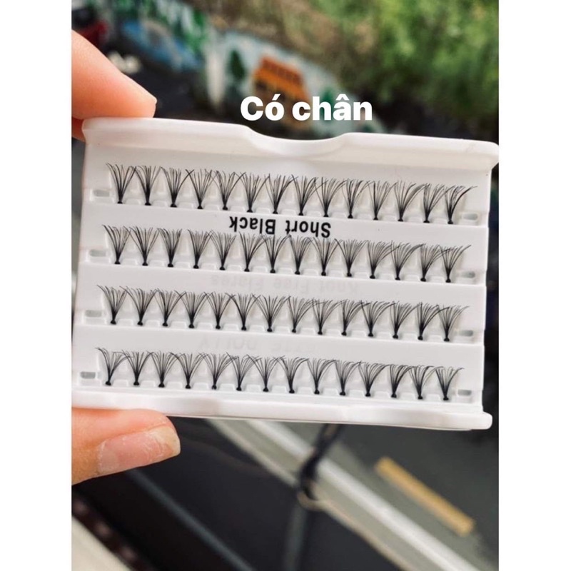 Lông mi nối Mi Chùm Việt Nam