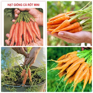 0.5GR - HẠT GIỐNG CÀ RỐT TÍ HON
