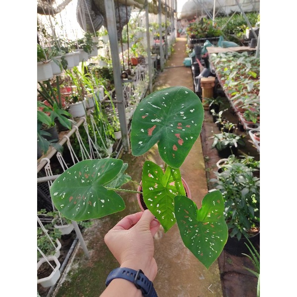 Chậu cứng Caladium florida Clown
