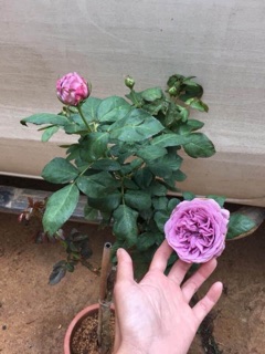 Hoa hồng bụi Violet Kinda