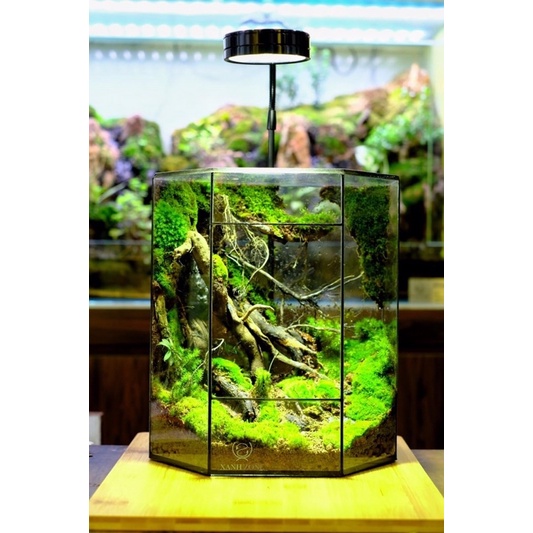 Rêu nhung, rêu bán cạn, rêu trải nền, rêu đắp bon sai, terrarium, non bộ, tiểu cảnh