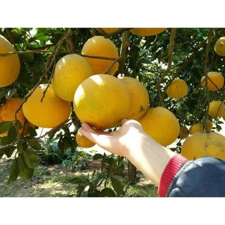CÂY GIỐNG BƯỞI DIỄN