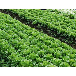 2gr - HẠT GIỐNG XÀ LÁCH MINETTO