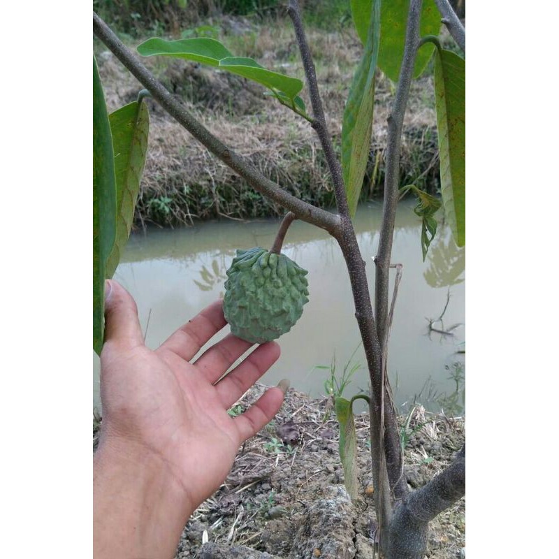 Cây Na Dứa thơm, ngọt, ít hạt