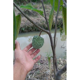 Cây Na Dứa thơm, ngọt, ít hạt