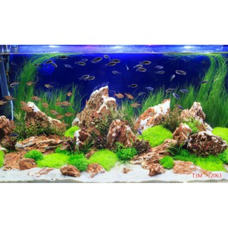 Tranh 3D dán bể cá, bể thủy sinh đã có keo sẵn bóc ra dán, nhận in theo mọi kích thước yêu cầu