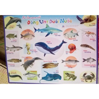 Bảng học về các loại động vật dưới nước