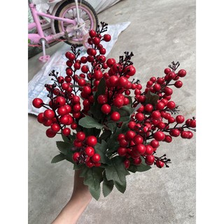 cherry chùm 7 nhánh