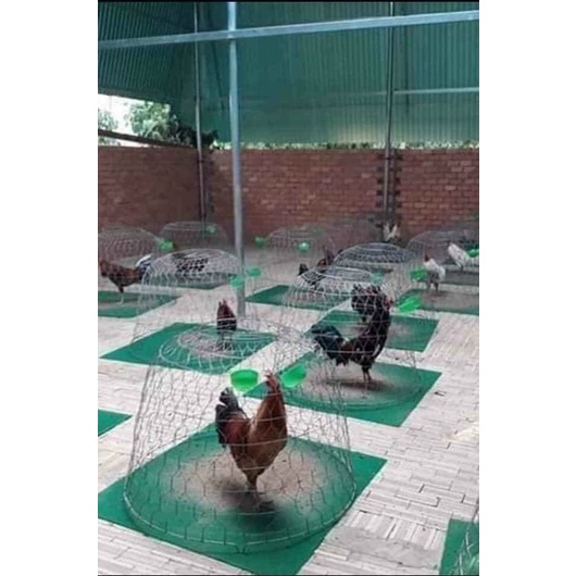 Thảm lót gà / thảm lót bội gà / thảm lót bội