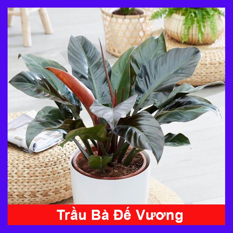 Trầu Bà Đế Vương - cây cảnh để bàn + tặng phân bón cho cây