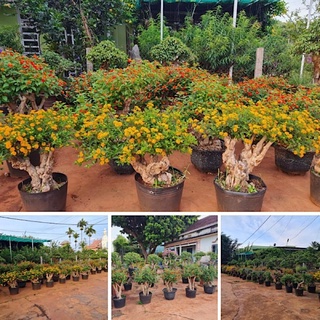 Phôi hoa ngũ sắc, phôi ngũ sắc, nhiều u cục làm cảnh bonsai, cây cảnh, cây hoa cảnh đẹp