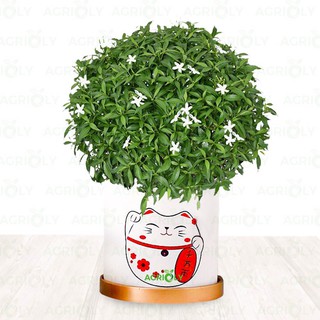Hoa Mai vạn phúc siêu rẻ