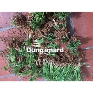 Gốc hẹ lá nhỏ chuẩn 100% (230 gốc)