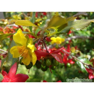 Cây mai tứ quý giống cao 60cm