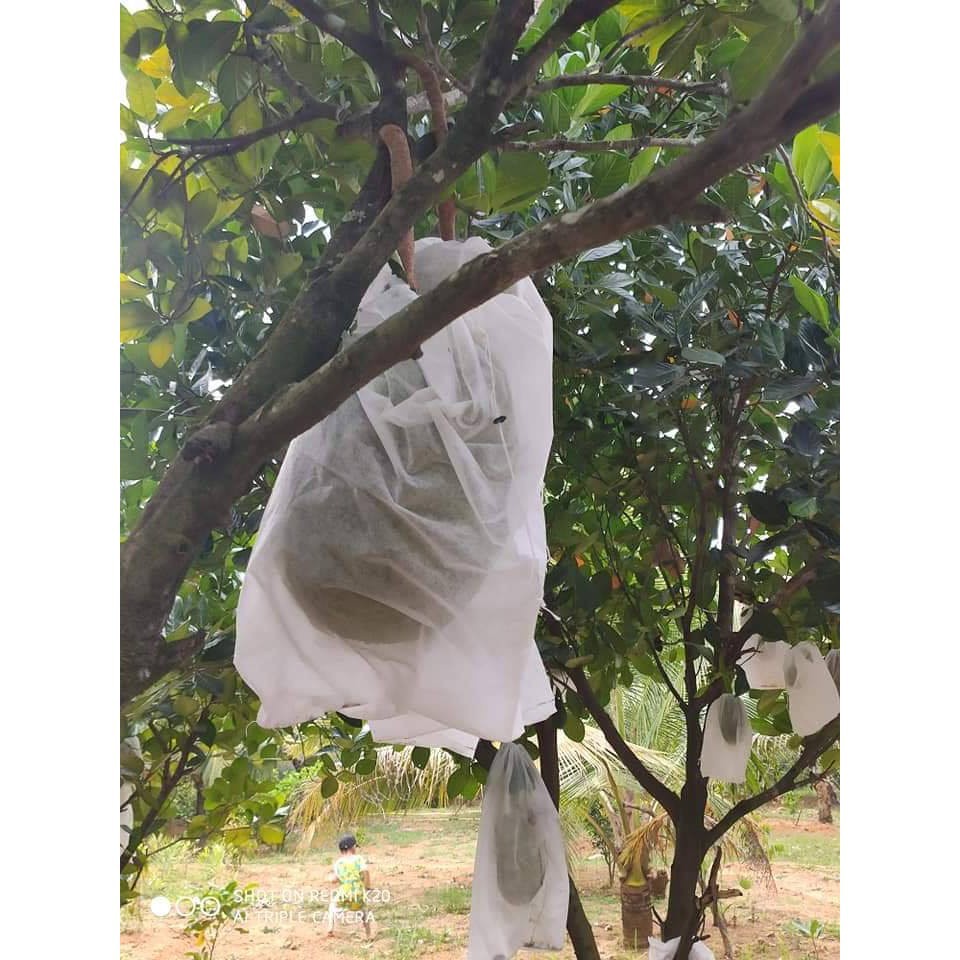 (hot) 100 Túi 45x60cm Túi Bọc Trái Cây Mít Siêu Bền Ánh Dương hàng chất.
