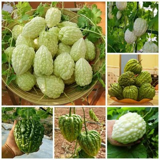 hạt giống mướp đắng trái xanh , trắng 1gr