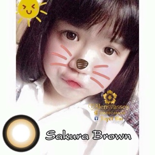 Lens vassen Sakura brown lạ
