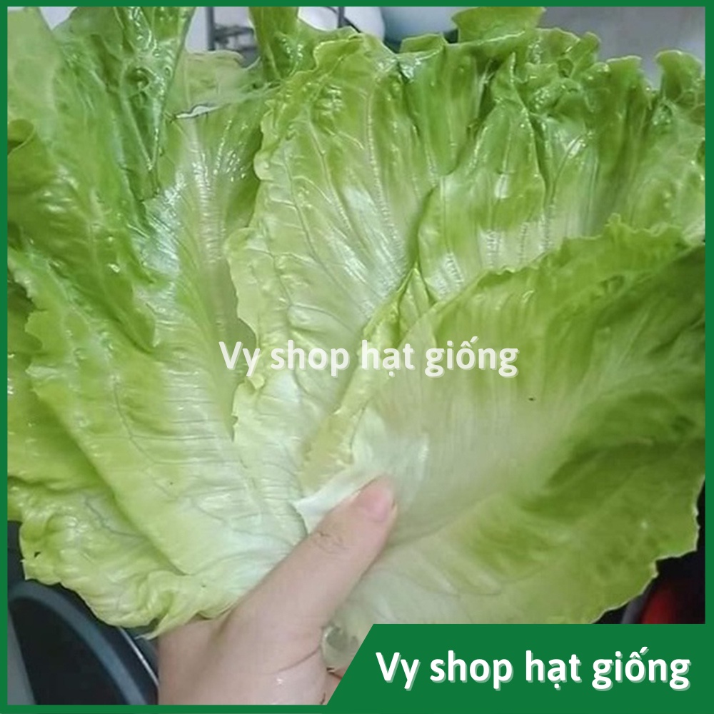 Hạt giống rau xà lách San Chu  siêu giòn ngọt gói 1500 hạt