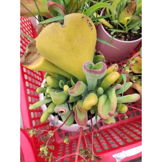 sen ống điếu đột biến