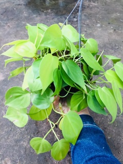 TRẦU BÀ TIM VÀNG GÁO DỪA