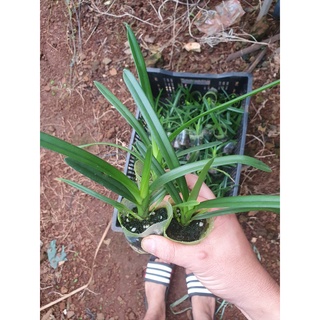 cặp lai kiếm cym 20
