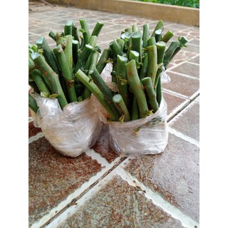 20 khúc thạch anh giống