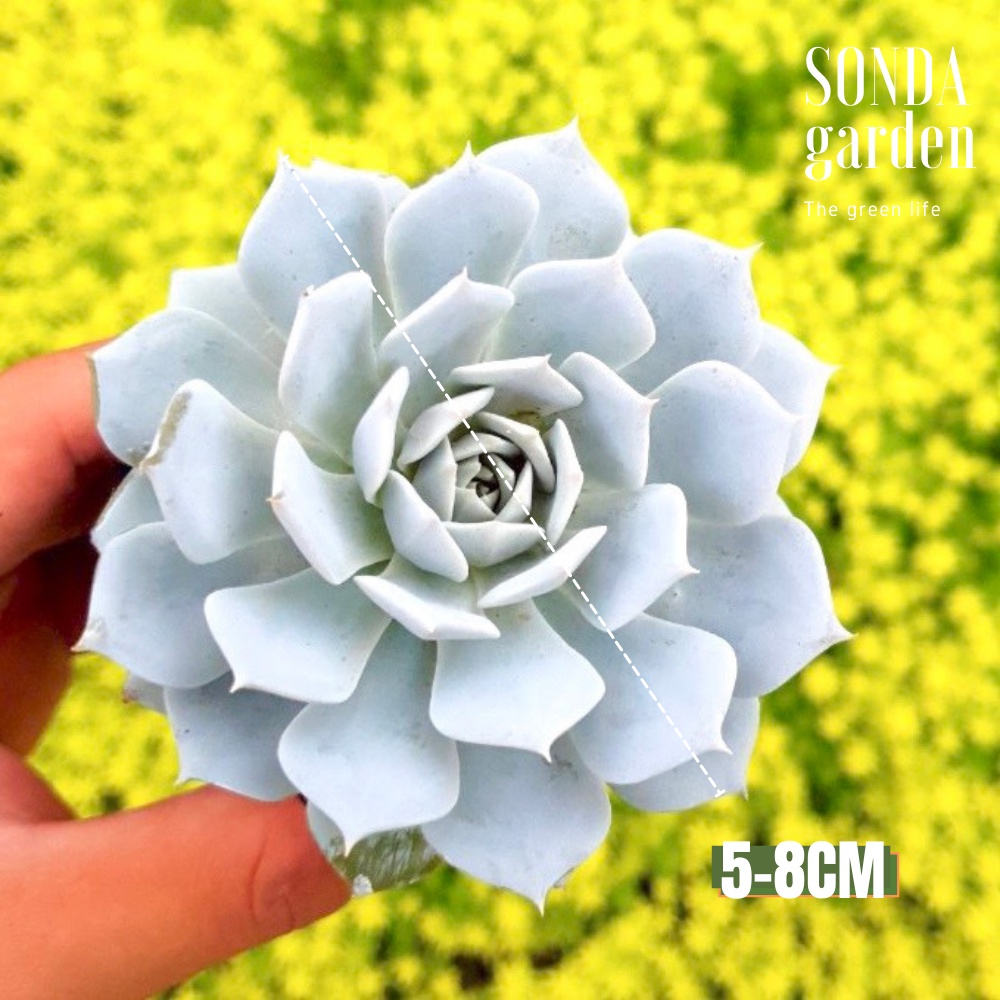 Sen đá ngọc trinh SONDA GARDEN size bé 5-8cm, cây cảnh trang trí nhà cửa