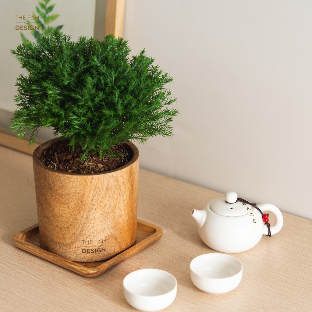 Chậu cây tùng bồng lai hương thơm mát mang lại may mắn tài lộc | The Fish Design size L