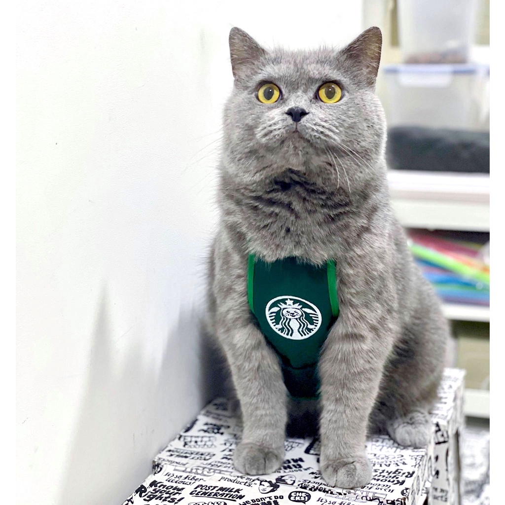 Yếm Starbucks Hàn Quốc cho chó mèo