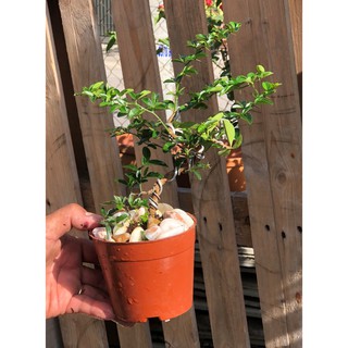 Cây Kim Quất dáng Bonsai