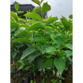 CÂY GIỐNG LÊ VÀNG TỨ QUÝ