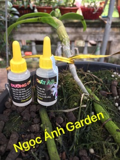 Dưỡng chất AB (siêu phẩm dành cho hoa lan)