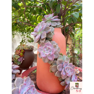 Chậu đất nung - chậu dáng bình xẻ thân miệng 11, cao 37cm